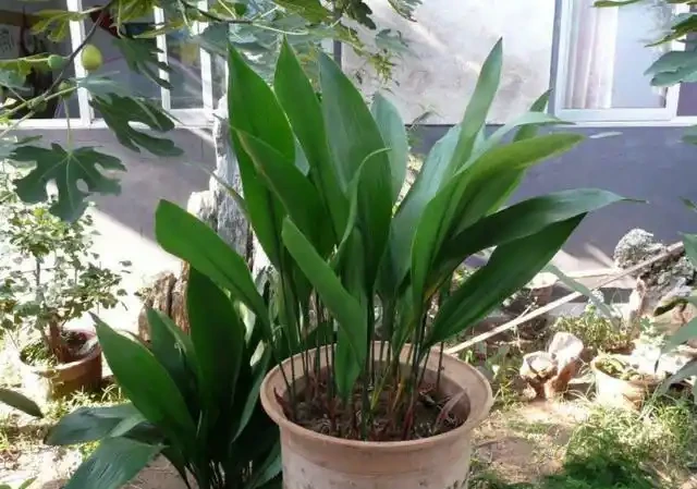 在家養綠植,出現落葉、葉片泛黃,不要忽視,這樣處理輕鬆返綠