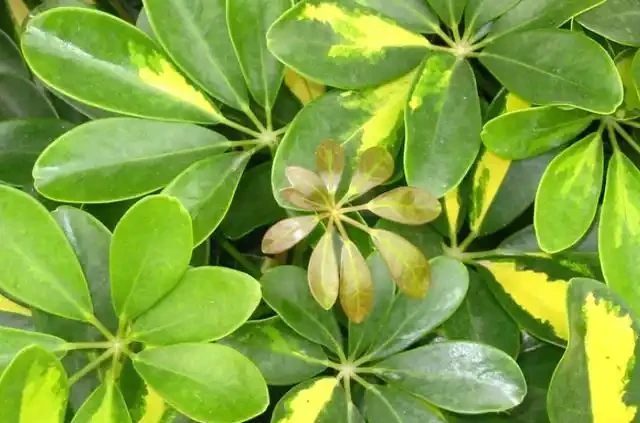 在家養綠植,出現落葉、葉片泛黃,不要忽視,這樣處理輕鬆返綠