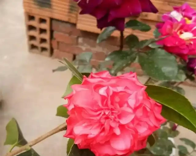 茶花「難開花」?澆上這3種「肥水」,蹭蹭長新芽,花苞多不掉落