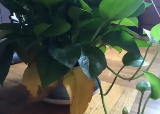 在家養綠植,出現落葉、葉片泛黃,不要忽視,這樣處理輕鬆返綠
