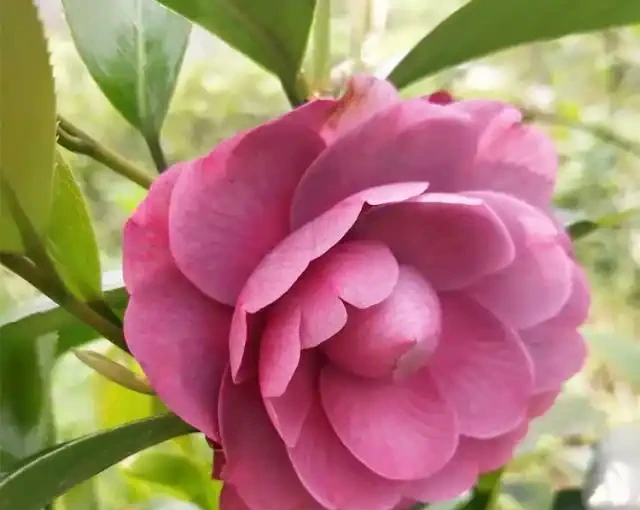 茶花「難開花」?澆上這3種「肥水」,蹭蹭長新芽,花苞多不掉落