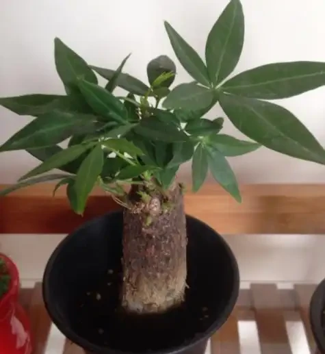 在家養綠植,出現落葉、葉片泛黃,不要忽視,這樣處理輕鬆返綠