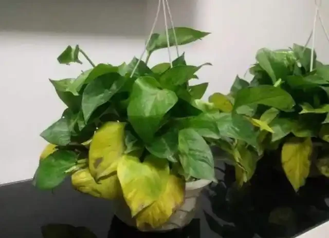 在家養綠植,出現落葉、葉片泛黃,不要忽視,這樣處理輕鬆返綠