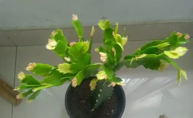 在家養綠植,出現落葉、葉片泛黃,不要忽視,這樣處理輕鬆返綠