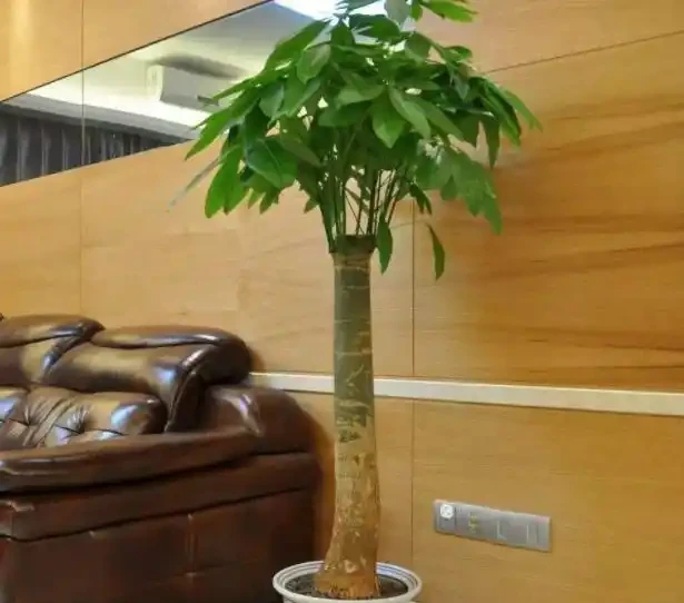 在家養綠植,出現落葉、葉片泛黃,不要忽視,這樣處理輕鬆返綠