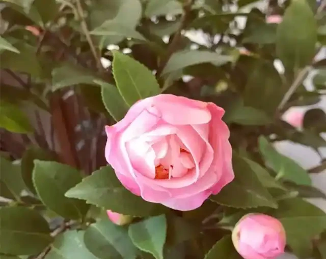 茶花「難開花」?澆上這3種「肥水」,蹭蹭長新芽,花苞多不掉落