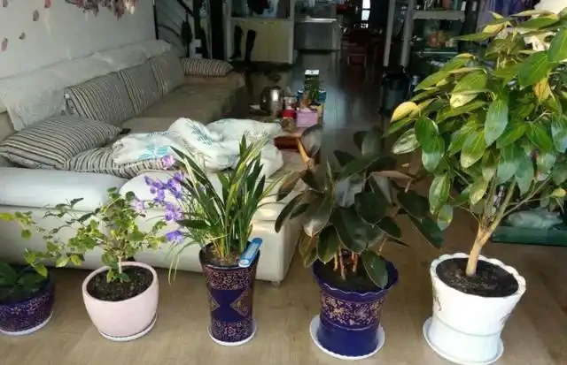 在家養綠植,出現落葉、葉片泛黃,不要忽視,這樣處理輕鬆返綠