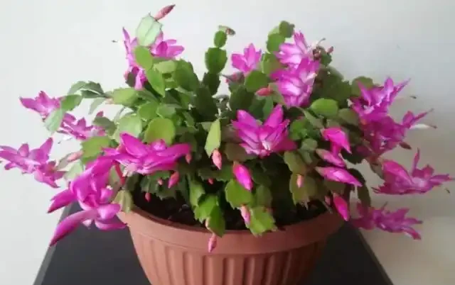 在家養綠植,出現落葉、葉片泛黃,不要忽視,這樣處理輕鬆返綠