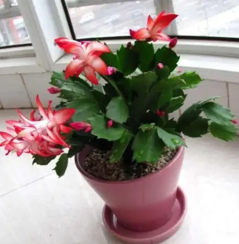 在家養綠植,出現落葉、葉片泛黃,不要忽視,這樣處理輕鬆返綠