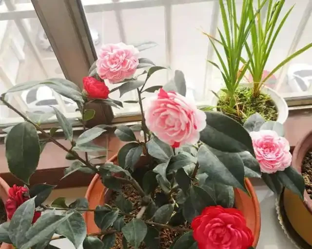 茶花「難開花」?澆上這3種「肥水」,蹭蹭長新芽,花苞多不掉落