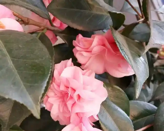 茶花「難開花」?澆上這3種「肥水」,蹭蹭長新芽,花苞多不掉落