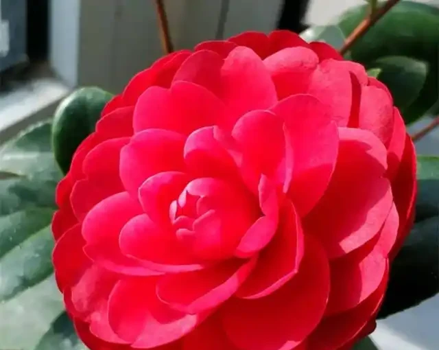 茶花「難開花」?澆上這3種「肥水」,蹭蹭長新芽,花苞多不掉落