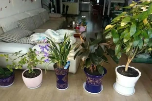在家養綠植，出現落葉、葉片泛黃，不要忽視，這樣處理輕鬆返綠