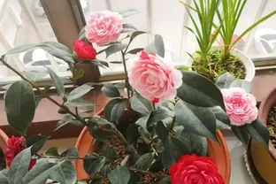 茶花「難開花」？澆上這3種「肥水」，蹭蹭長新芽，花苞多不掉落