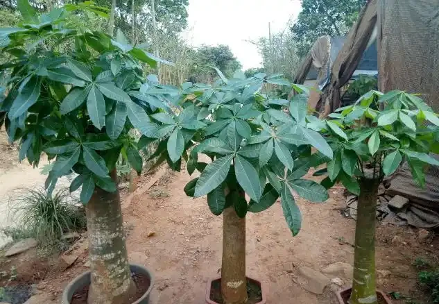 發財樹「光桿」也有救,學會這2招,嗖嗖冒葉子,之前丟掉後悔了