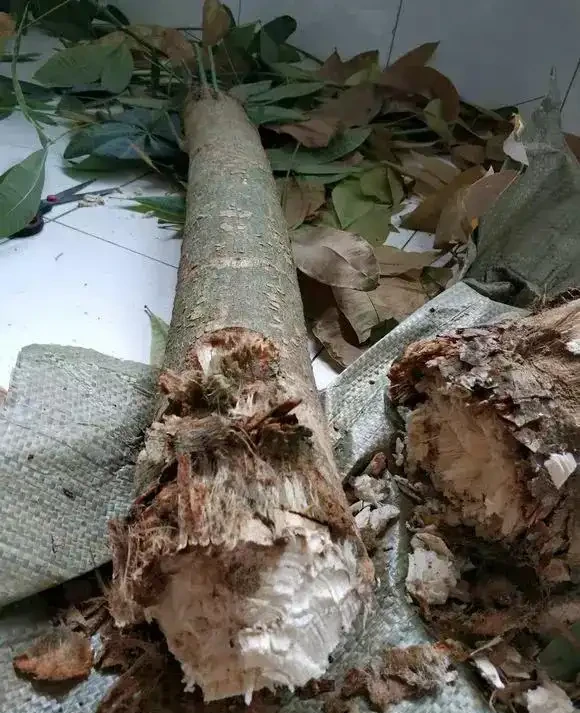 發財樹「光桿」也有救,學會這2招,嗖嗖冒葉子,之前丟掉後悔了