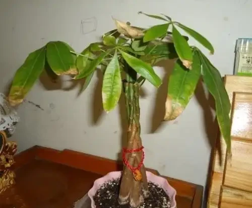 發財樹「光桿」也有救,學會這2招,嗖嗖冒葉子,之前丟掉後悔了