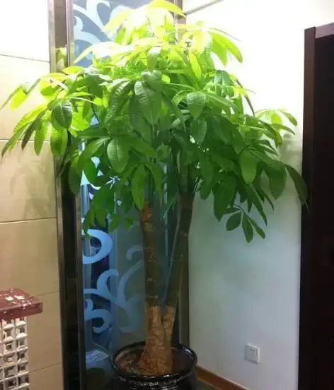 發財樹「光桿」也有救,學會這2招,嗖嗖冒葉子,之前丟掉後悔了