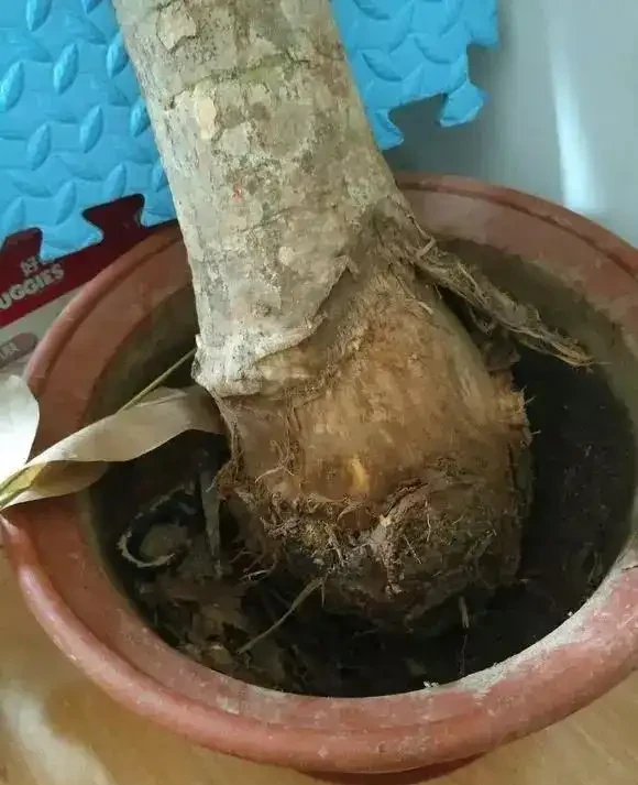 發財樹「光桿」也有救,學會這2招,嗖嗖冒葉子,之前丟掉後悔了