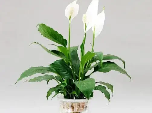 白鶴芋水耕葉片易發黃?教你3個解決方法,水耕白鶴芋葉片翠綠更旺盛