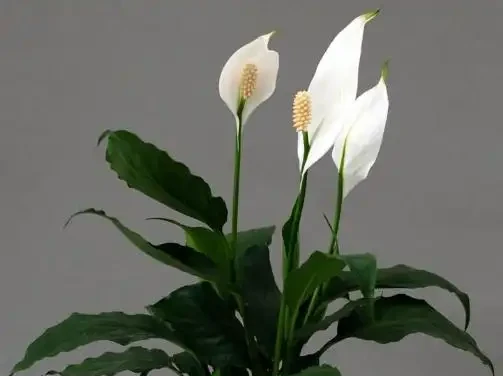 白鶴芋水耕葉片易發黃?教你3個解決方法,水耕白鶴芋葉片翠綠更旺盛