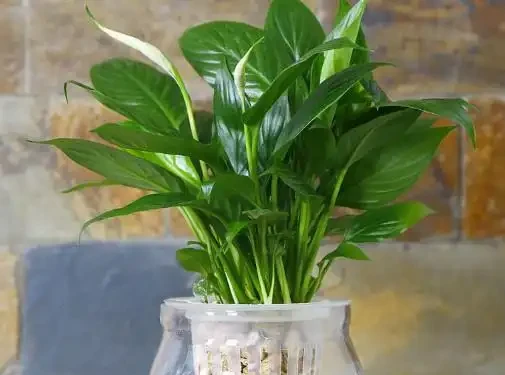 白鶴芋水耕葉片易發黃?教你3個解決方法,水耕白鶴芋葉片翠綠更旺盛