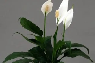 白鶴芋水耕葉片易發黃？教你3個解決方法，水耕白鶴芋葉片翠綠更旺盛