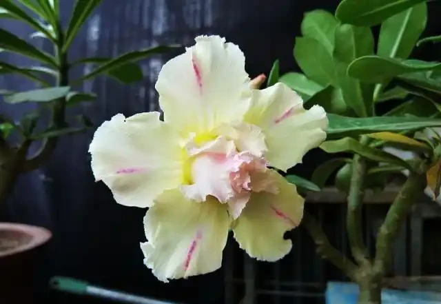 沙漠玫瑰