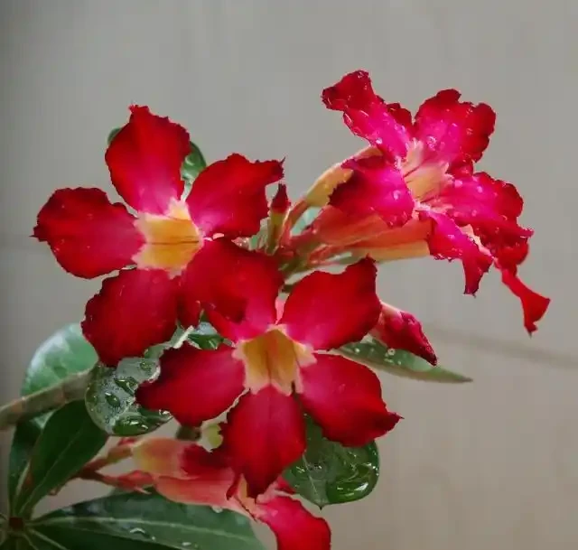 沙漠玫瑰