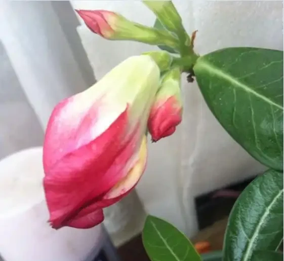 沙漠玫瑰