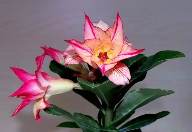沙漠玫瑰