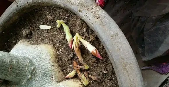 沙漠玫瑰