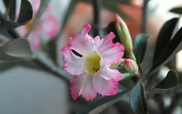 沙漠玫瑰