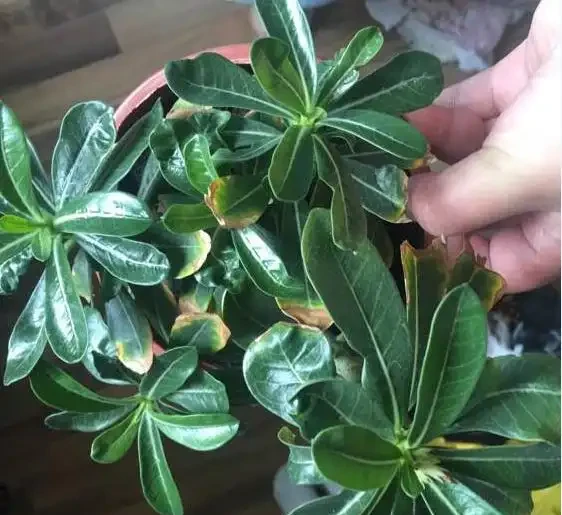 沙漠玫瑰