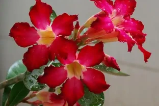 沙漠玫瑰掉花苞，可能這幾件事沒做好！