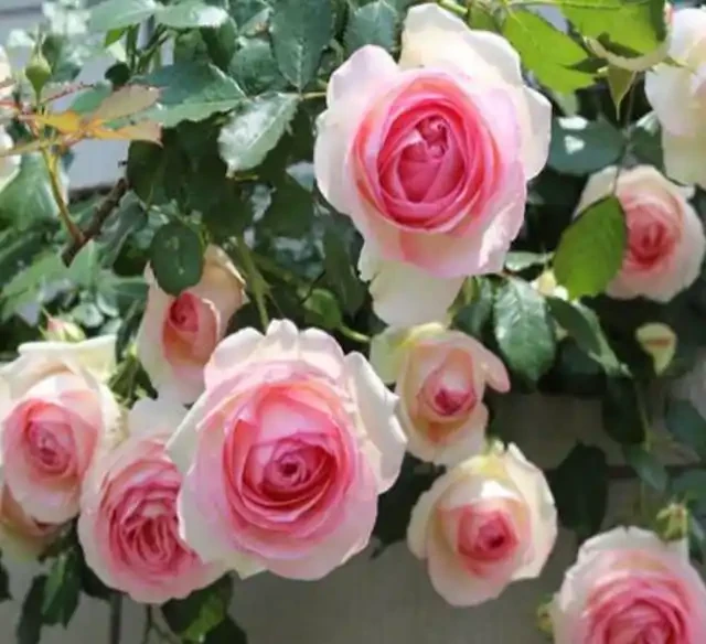 玫瑰花最喜歡這三種肥，這個春夏花開滿枝，就看它了