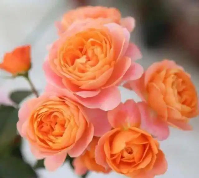 玫瑰花最喜歡這三種肥，這個春夏花開滿枝，就看它了