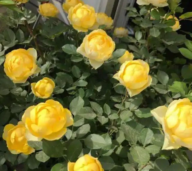 玫瑰花最喜歡這三種肥，這個春夏花開滿枝，就看它了
