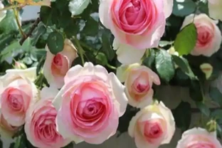 玫瑰花最喜歡這三種肥，這個春夏花開滿枝，就看它了