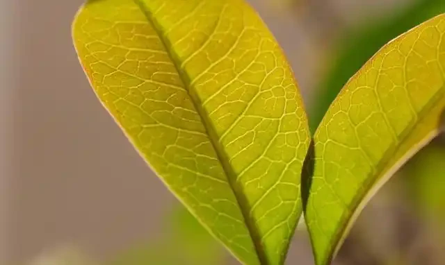 木樨