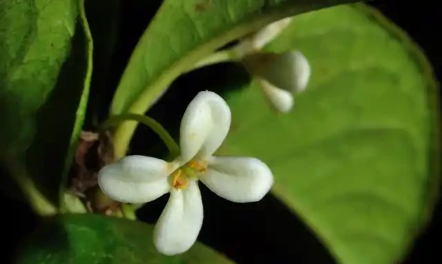木樨