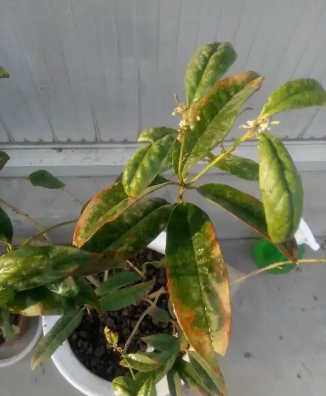 木樨