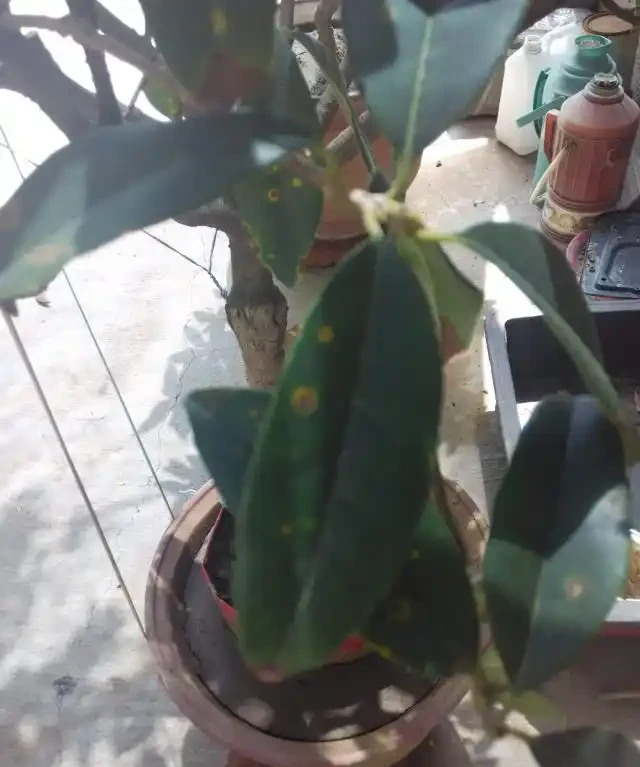 木樨