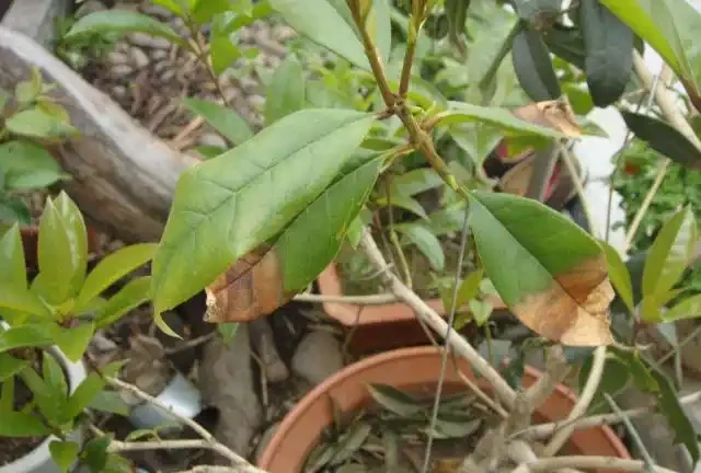 木樨