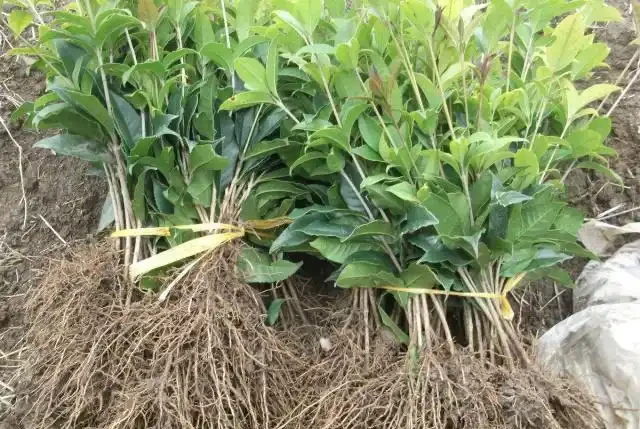 木樨