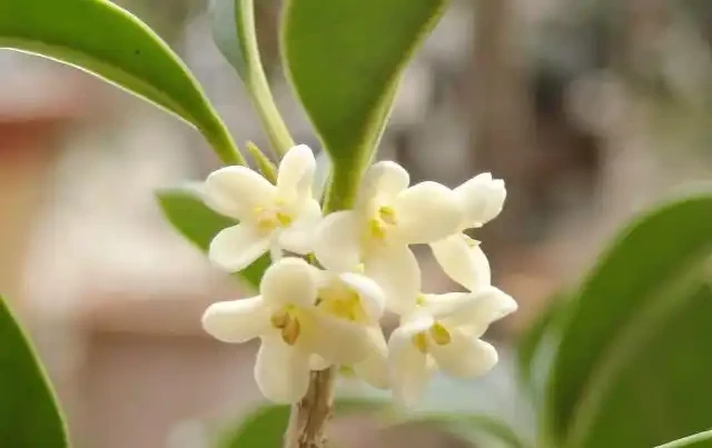 木樨