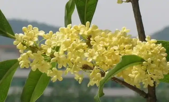 木樨