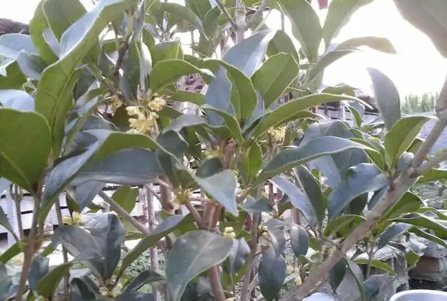 木樨