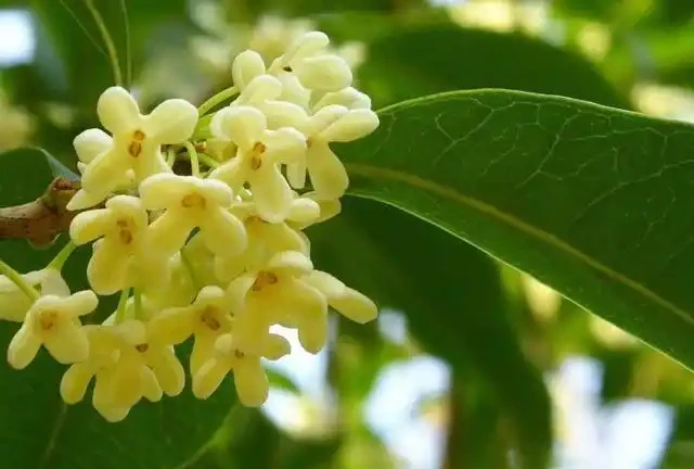 木樨