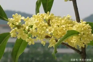 談談木樨葉尖乾枯的原因及解決辦法，對症下藥很重要！
